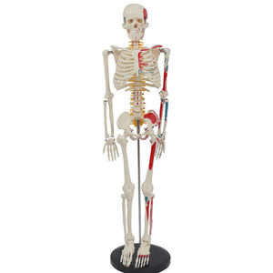 Matériel pédagogique médical de 85 cm avec bandes représentant les origines et les insertions musculaires latérales, disques intervertébraux, nerfs et squelette - Product Image 4