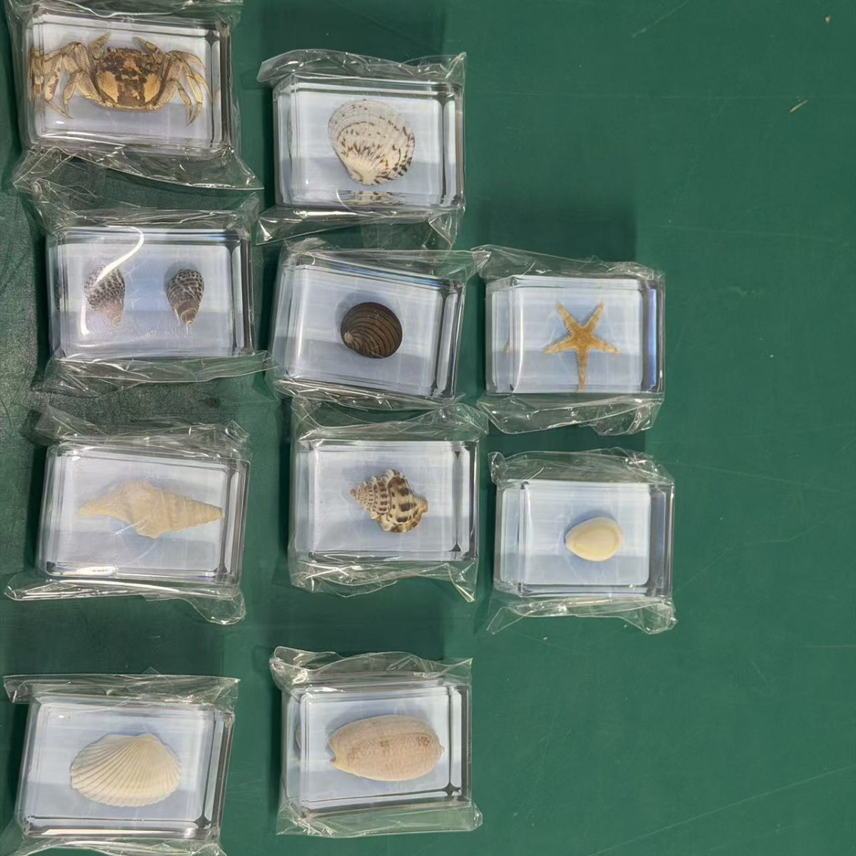 random item-452918cm-ocean insects