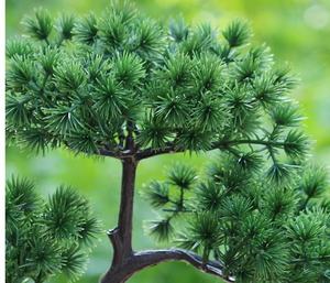 Venta caliente pequeño artificial árbol de <span class=keywords><strong>bonsai</strong></span> artificiales de plástico planta en maceta de estilo japonés de la Oficina para el hogar Decoración - Product Image 3