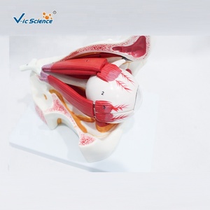 Modelo Anatómico Ampliado de <span class=keywords><strong>Ojo</strong></span> y Órbita para Oftalmología y Enseñanza de la Estructura Ocular Humana, con Certificación CE/ISO/ROHS/CNAS - Product Image 3