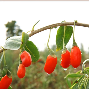 Yüksek kaliteli organik Wolfberry <span class=keywords><strong>Ningxia</strong></span> 20kg kırmızı kurt üzümü Premium tüm karton kurutulmuş <span class=keywords><strong>Goji</strong></span> meyveleri toplu OEM/ODMSupported - Product Image 2