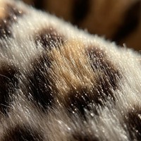 Großhandel Umweltfreundlicher Nerzfell-Print Gestrickter Trikot-Stoff Abriebfest Winddicht Knitterfrei Anti-Pilling OEM