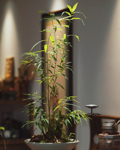 Fujian sacchetto misto tè bianco biologico confezione dimagrante tè 100g aiuta a cancellare catarro protegge la salute del fumo di pressione alta - Product Image 4