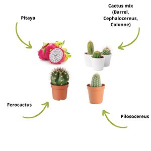 Graines de cactus à faire pousser soi-même, françaises, 100% écologiques, pour planter <span class=keywords><strong>et</strong></span> décorer, idée cadeau, kit de démarrage de cactus mixtes - Product Image 3