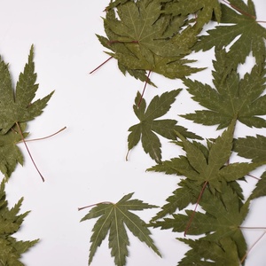 Foglie d'Autunno Colorate Naturali Essiccate in Pezzo Unico, Rosso e <span class=keywords><strong>Verde</strong></span>, per Resina, Arte, Fai-da-Te, Gioielli e Biglietti - Product Image 4