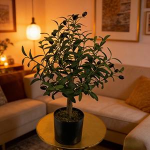 olivier - Product Image 6