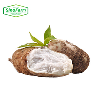 Racine de Taro Fraîche - Taro Nutritif et Délicieux pour la Cuisine et la Pâtisserie