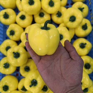 Nuevos juguetes blandos kawaii con forma de verduras, pelota antiestrés, pelota para apretar, juguete sensorial para aliviar el estrés - Product Image 5