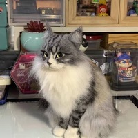 Figurine d'animal de compagnie en peluche super douce personnalisée, photo, sculpture réaliste de chien ou de chat faite à la main, décoration de maison personnalisée, souvenir, cadeau