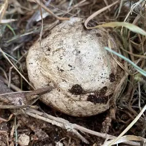 सूखे Stinkhorn अंडे/Phallus Impudicus मशरूम अंडे/चुड़ैल के अंडे