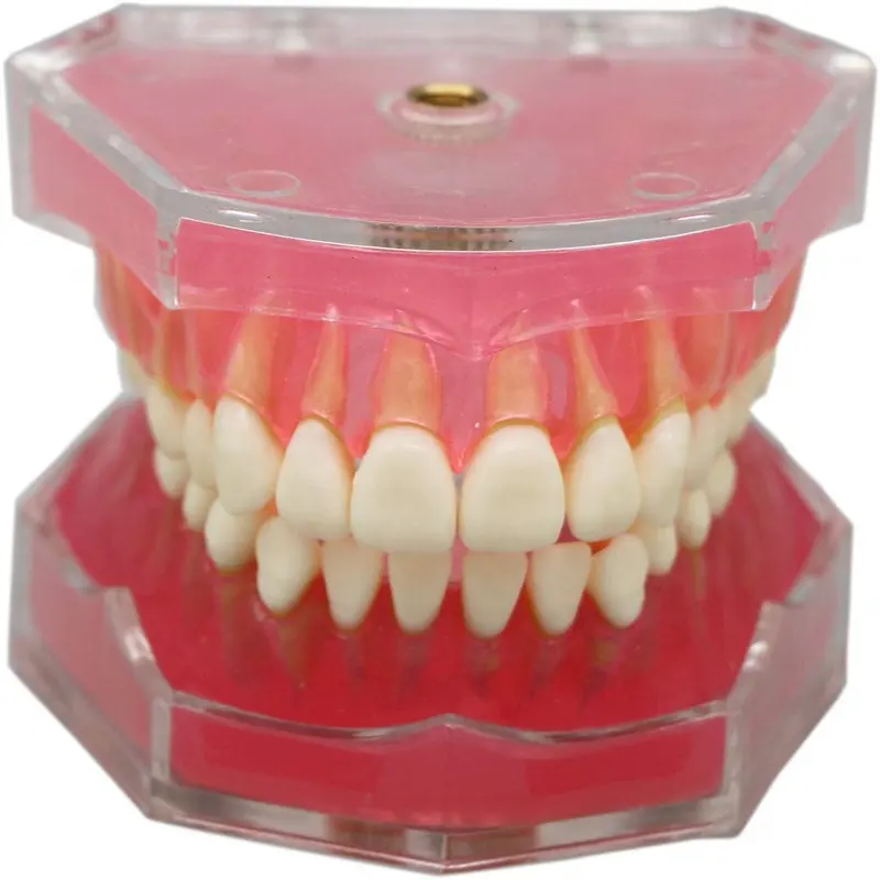 Saydam akrilik çıkarılabilir diş modeli YJ717