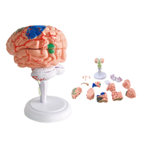Modello anatomico del cervello umano staccabile, modello delle regioni del cervello codificate a colori e dei vasi sanguigni cerebrali per l'insegnamento della neurologia medica