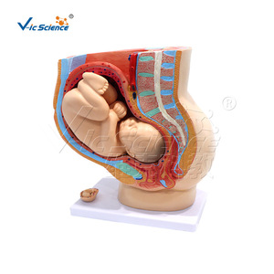 Modèle de grossesse avec fœtus à terme, modèle anatomique de grossesse féminine, modèle médical pelvien fœtal - Product Image 1
