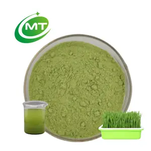 Hordeum vulgare-Complément alimentaire naturel de haute pureté biologique halal, jus d'herbe d'orge en poudre de meilleure qualité, vente en gros