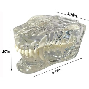 Modèle dentaire canin transparent pour clinique vétérinaire, usage pédagogique et décoration - Product Image 2
