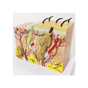 Modèles médicaux ADA modèle de peau en PVC de vente chaude en tailles de vie 35x 50x 70x pour l'enseignement médical - Product Image 6