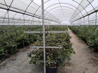 Serre Keliga : Abri pluie en polytunnel à structure en Y, serre multi-chapelles à film plastique à faible coût pour la culture des myrtilles