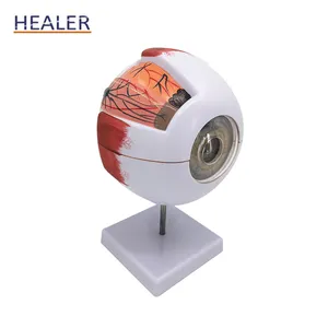 6 Times Human Eyeball Anatomical Model