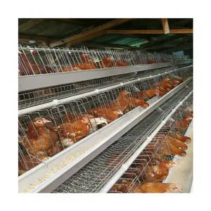 Alat pengumpul makanan otomatis, kandang Baterai ayam betina untuk lapisan ayam unggas