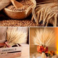 Bouquet de fleurs en épis de blé naturel sec doré décor pour la maison cuisine noël mariage tiges de blé séché