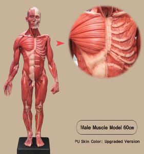 Modello in Gesso di Anatomia Umana da 60cm, Scheletro Muscolare Maschile e Femminile, 3 Stili, Modello di Riferimento per Artisti e Insegnanti - Product Image 3