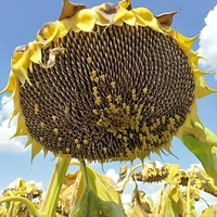 Graines de tournesol plantables en vrac, variété hybride biologique à gros grains T6, haut rendement, prix pour 1 tonne