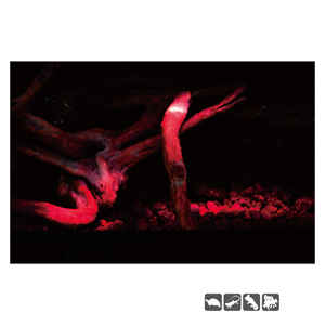 <span class=keywords><strong>Prix</strong></span> de gros Petpetzone Lampe chauffante Moonlight pour terrariums et animaux de compagnie, idéale pour la nuit - Product Image 6