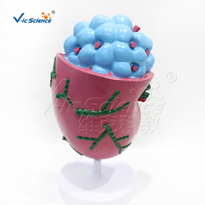Modelo Anatómico <span class=keywords><strong>del</strong></span> Cuerpo Humano, Modelo de Anatomía Laríngea, Modelo Anatómico Humano Médico, Modelo de Ganglio Linfático Ampliado - Product Image 2