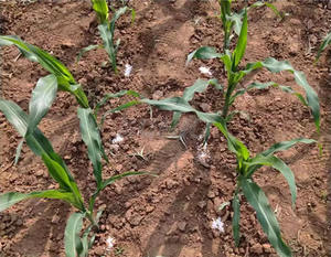 Aplicador de Fertilizante Agrícola Eléctrico Automático, Eficiente, Ahorra Trabajo, Portátil - Product Image 5