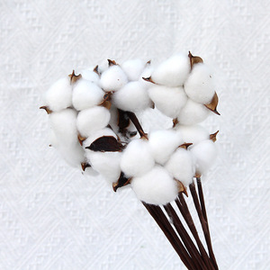 Wholesale DIY Dry <strong>Cotton</strong> Plant Bouquet Preserved <strong>Cotton</strong> Branches Natural Dried <strong>Cotton</strong> Flowers <strong>Stems</strong> - Product Image 5