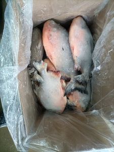 Pomfret vermelho inteiro redondo frutos do mar secos estilo natureza da <span class=keywords><strong>China</strong></span> Preservado Red Pacu Wr Pacu Pomfret - Product Image 3