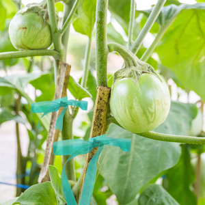 Factory Sale 6 Rolls Stretch Tie <strong>Tape</strong> Garden Vinyl Stake Stretchy Soft Vinyl <strong>Tape</strong> for Patios Vegetable Fields Orchards - Product Image 6