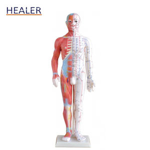 Pointe d'acupuncture naturelle, modèle d'anatomie musculaire, haute qualité - Product Image 3