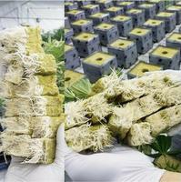 150*150*150mm usine bon prix matériaux agricoles Cubes de laine de roche hydroponiques pour la culture des plantes