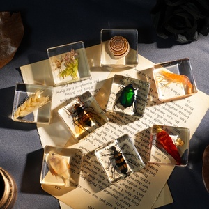 Hochwertiger, konservierter Taxidermie-Meereslebewesen-Briefbeschwerer: Echte Garnelen und Fische im Harzblock mit Schalen für wissenschaftliche Beobachtung - Product Image 5