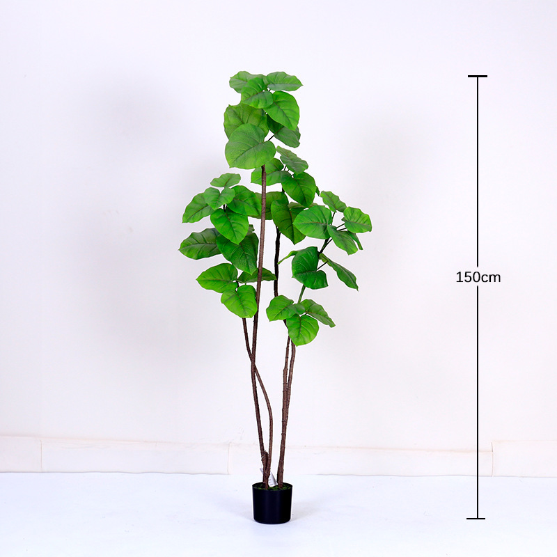 Ficus Heartleaf vert printemps 150cm