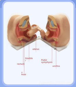 PVC kontrasepsiyon rehberlik modeli kadın üreme anatomisi jinekolojik muayene eğitim modeli doğum sonrası kurtarma - Product Image 3