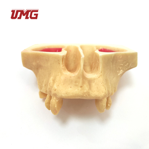 Modelo de Implante Dental para Enseñanza, Modelo de Dientes del Seno Maxilar para Práctica Odontológica - Product Image 6