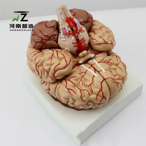 Modelo de Anatomía Cerebral de PVC a Tamaño Humano, Set Educativo Médico con 9 Partes, Estructuras Humanas Detalladas y Económicas - Product Image 2