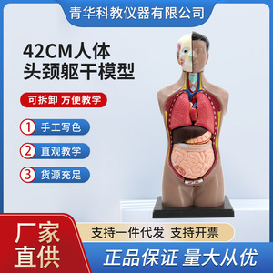 Modèle d'anatomie du torse humain Qinghua de 42 cm avec organes détachables, modèle pédagogique médical du cœur et des organes internes, jouet éducatif - Product Image 5