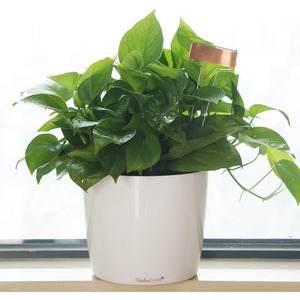 10ゲージ30パック銅金属植物ラベルはナーサリーポストを包み込みます植栽サイン園芸用品ロッカリーラベルハーブタグ - Product Image 4