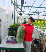 Système de culture hydroponique NFT à faible coût pour serre verticale, culture de légumes et de laitues, avec canaux en PVC