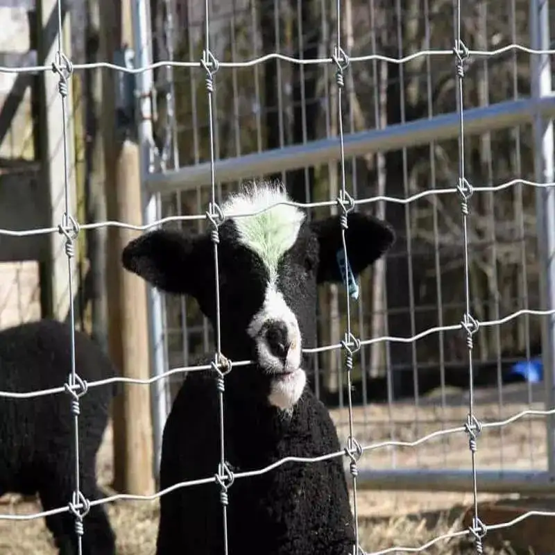 Galvanized Hog Wire Fencing Grassland Field Animal Goat Sheep Deer Cattle Fence For Farm