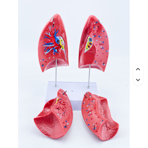 Human Lung Anatomy Model With Colored Bronchi For Educational Use - Product Image 2