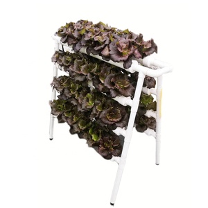 Sistema de Cultivo Vertical Hidropónico Interior para Vegetales en Venta - Product Image 3