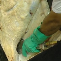 Équipement automatique de boucherie du bétail en acier inoxydable, machine pneumatique de dépilation pour abattoir, machinerie d'abattoir