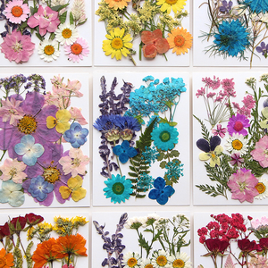 Vente en gros DIY variétés de fleurs séchées en mariage et maquillage ongles pressé fleur Bijoux carte postale décoration - Product Image 3