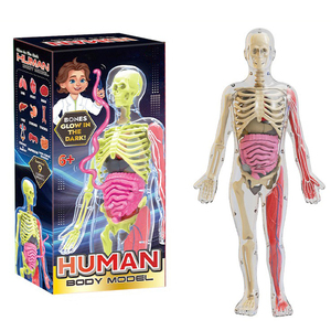 Modè<span class=keywords><strong>le</strong></span> de <span class=keywords><strong>corps</strong></span> <span class=keywords><strong>humain</strong></span> souple pour enfants de 4 à 8 ans avec squelette phosphorescent <span class=keywords><strong>et</strong></span> organes en TPR souple - Product Image 1