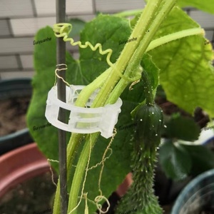 Clips <span class=keywords><strong>de</strong></span> tomates et crochets <span class=keywords><strong>de</strong></span> support pour plantes en plastique blancs, petits, ronds, anti-UV - Clips <span class=keywords><strong>de</strong></span> vigne durables pour serres - Product Image 6