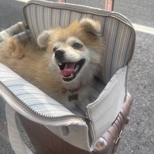 Tragbarer, faltbarer Fahrrad-Transportkorb aus Baumwollnetz für kleine Hunde und Katzen – Ein-Schulter-Haustier-Rucksack mit Reißverschluss, groß, modisch - Product Image 5
